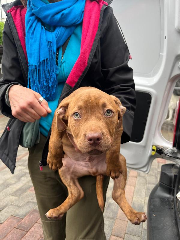 ALMA E I SUOI 3 CUCCIOLI Foto 2